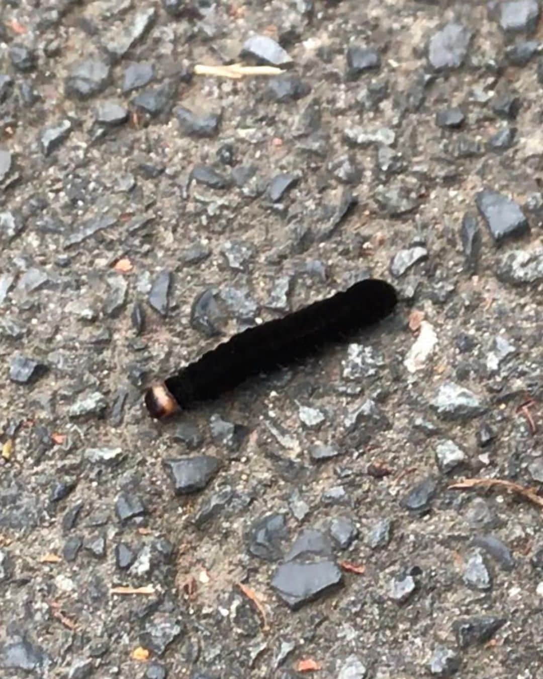 アヤメさんのインスタグラム写真 - (アヤメInstagram)「Dose anyone know what this black velvety caterpillar is going to be? Never seen before🐛 I thought a black swallowtail, but it looks not🤔 これなんの芋虫だろう？見たことないし調べても出てこない👀 #誰か知ってますか？#謎の#芋虫#幸せの使者#catterpillar#ご近所散歩」4月22日 20時10分 - ayame_socks