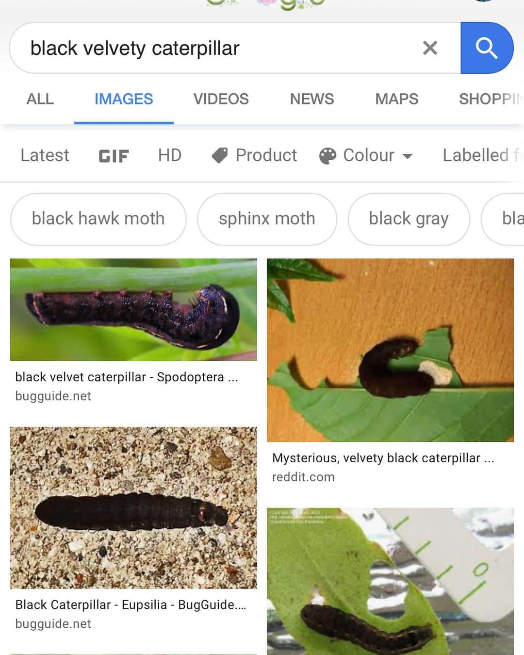 アヤメさんのインスタグラム写真 - (アヤメInstagram)「Dose anyone know what this black velvety caterpillar is going to be? Never seen before🐛 I thought a black swallowtail, but it looks not🤔 これなんの芋虫だろう？見たことないし調べても出てこない👀 #誰か知ってますか？#謎の#芋虫#幸せの使者#catterpillar#ご近所散歩」4月22日 20時10分 - ayame_socks
