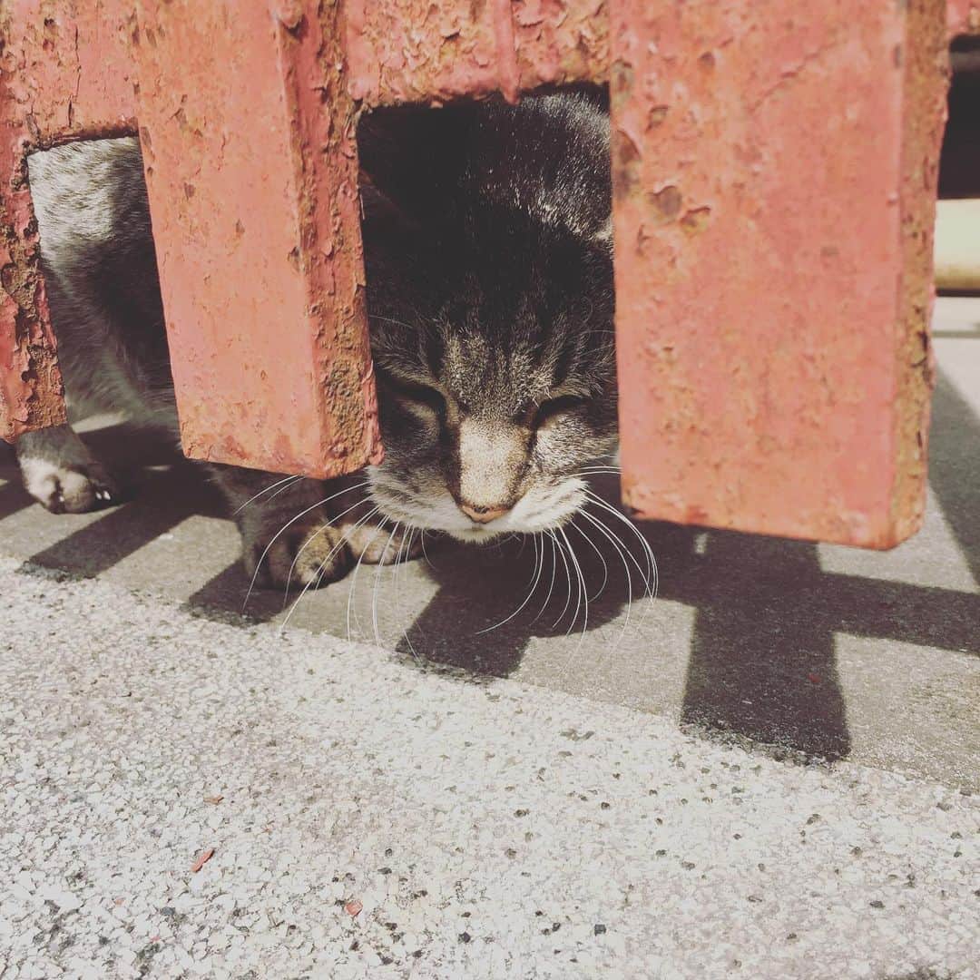 こしじまとしこのインスタグラム：「🐈」