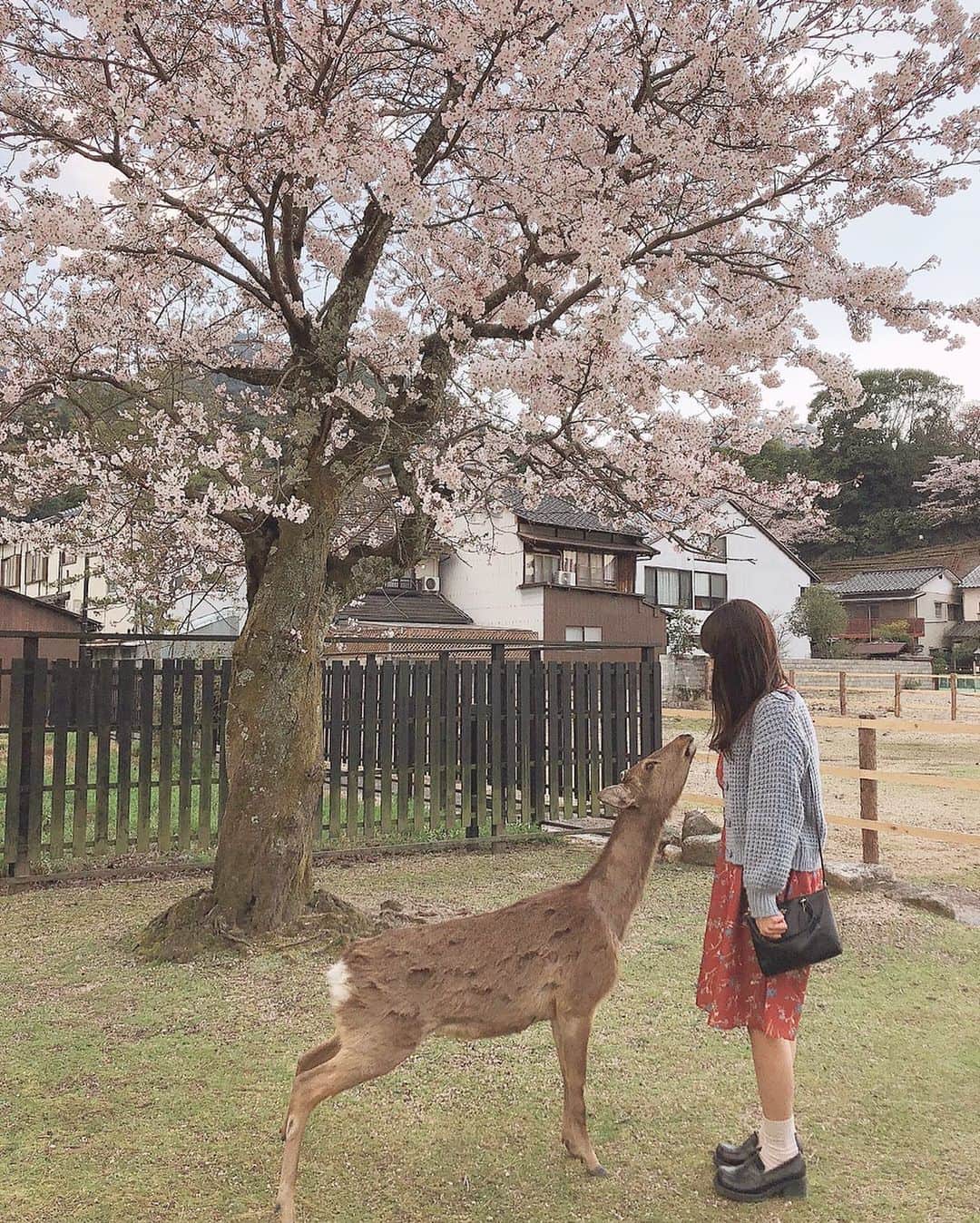 Yukaさんのインスタグラム写真 - (YukaInstagram)「過去pic / 広島県宮島 一年ぐらい前に、家族旅行で広島に行った時、ママが撮ってくれた📸 一枚目の写真が一番気に入った🌸 初めて近距離で鹿を見たから大興奮だったけど、思ったより大きくて怖かった😅 - 揚げもみじまんじゅう美味しかったよー😗 - 去年四月的時候 跟家人去廣島旅行時 媽媽幫我拍的照片 捕捉到的這一瞬間有櫻花、有鹿，整個好喜歡💕 因為是第一次近距離看到鹿，整個很興奮，但鹿比我想像中的還巨大又暴動，差點沒嚇死 -  #miyajima#hiroshima#itsukushima#itsukushimajinja#shika#sakura#spring#haru#popjapan#popdaily#桜#さくら#サクラ#春#お花見#宮島#厳島#厳島神社#広島#中国地方#春コーデ#旅行#家族旅行#もみじまんじゅう#揚げもみじ饅頭#おみ#思い出#過去pic#懐かしい」4月22日 18時51分 - loveyuka06