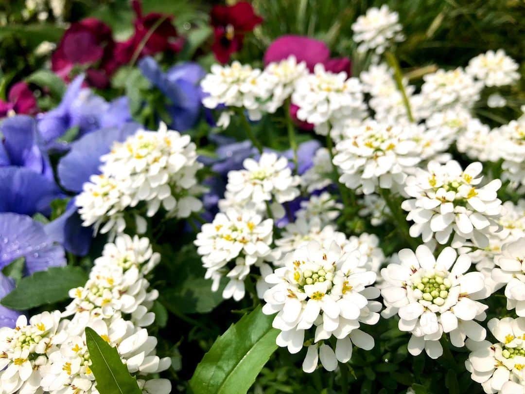 中山美香さんのインスタグラム写真 - (中山美香Instagram)「2020.4.22 色々な色。 . . . #花 #flower #fleur  #white #purple #whiteflowers #☺︎」4月22日 18時55分 - mika5nakayama