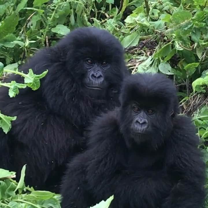 マーカスルプファーのインスタグラム