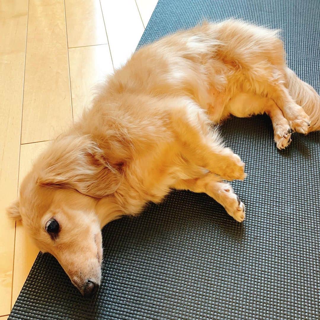 Karinのインスタグラム：「おうちヨガ🧘‍♀️ 今までの自分にとってのヨガは、身体を鍛える筋トレって感覚でいたけど、毎日ヨガをやるようになってから、身体はもちろん、自分の内面との対話なんだなって実感しました。「それが本当のヨガだよ」と、ヨガインストラクターのマリ先生(妹)からも言われた😂 ・ ヨガマットを広げるとノンちゃんがいつもマットの上をペタペタ歩いてくるから🐶「ノンちゃんもヨガする〜❓」って声のトーン上げるとテンション上がって勢いで得意のバーンやってたなって思い出す。ヨガマットでワンコがヨガするベストショット📸ダウンドッグにアップドッグはノンちゃんの方が上手❣️ノンちゃんに会いたいなぁ... ・ #ヨガ #おうちヨガ #stayhome #愛犬 #ワンコ #ミニチュアダックス」