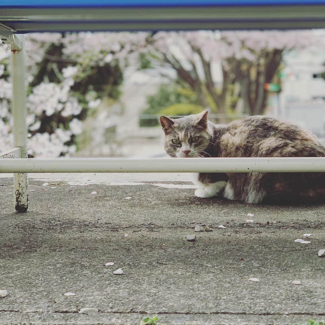こしじまとしこのインスタグラム：「🐈」