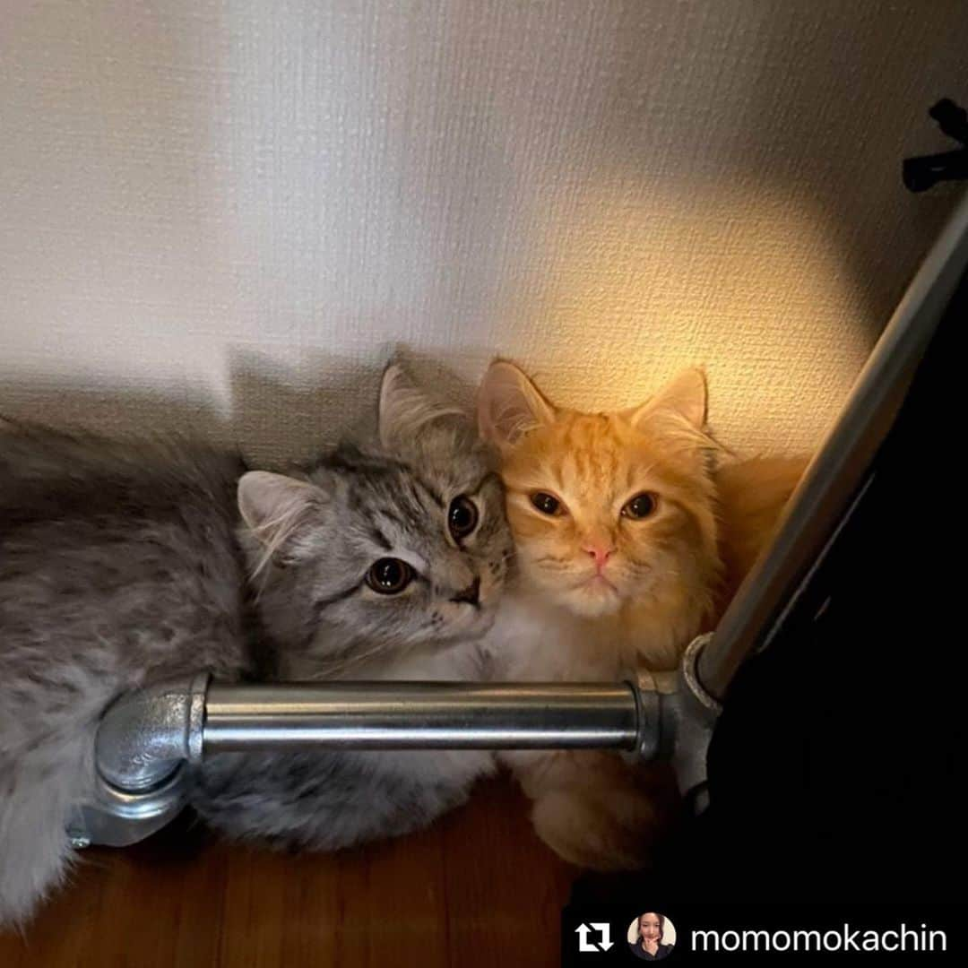 ねこのインスタグラム