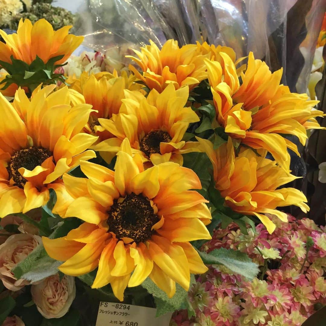 横浜ディスプレイミュージアムのインスタグラム：「🌻ひまわりシリーズ🌻 夏といえばこのお花！明るく元気なイメージだけではなく、「あなただけを見つめているよ」「いつもそばにいるよ」など素敵な花言葉のあるお花です🌻 ポピーオリジナル商品は様々な品種を取り揃えております！ なんと185㎝のジャンボひまわりもラインナップ！！ ①FS-8294 Y・OR フレッシュサンフラワー¥680 ②FS-8256 Y・L/Y サテンヒマワリ×3¥580 ③FS-8296 Y ナチュラルサンフラワー¥980 ④FS-8299 Y・OR レアードサンフラワー¥680 ⑤FS-8295Y・ORサンフラワーバッド¥680 ⑥FS-8164A Y ジャンボシングルヒマワリ ¥3800 （すべて税抜き価格ブループライスです） ＊ 業務会員様はWEBオーダー、FAX注文をご利用いただけます。 横浜ディスプレイミュージアムHP内『ウェブオーダーシステム』からどうぞ！ ※新規で業務会員登録をご希望のお客様は、HP内『法人向け会員制度について』からお申し込みを承っております。 ＊ ＊ #おうち時間 #こんな時こそ花を  #横浜ディスプレイミュージアム #株式会社ポピー #横浜 #ディスプレイ#アーティフィシャルフラワー #フラワーアレンジメント #フラワーデザイン #インテリア雑貨 #インテリア#インテリアコーディネート#スタイリスト#装飾#デコレーション #花のある暮らし #花好きな人と繋がりたい #display #yokohama #flowerarrangement #interiordesign #artficialflower #flowerstagram #ひまわり#ひまわり花言葉#summer#sunflower」