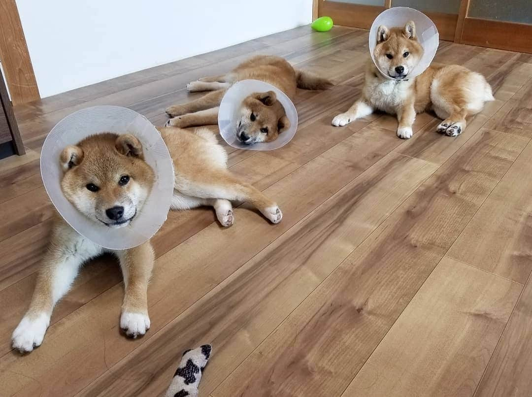 柴犬たま Shibainu Tamaのインスタグラム