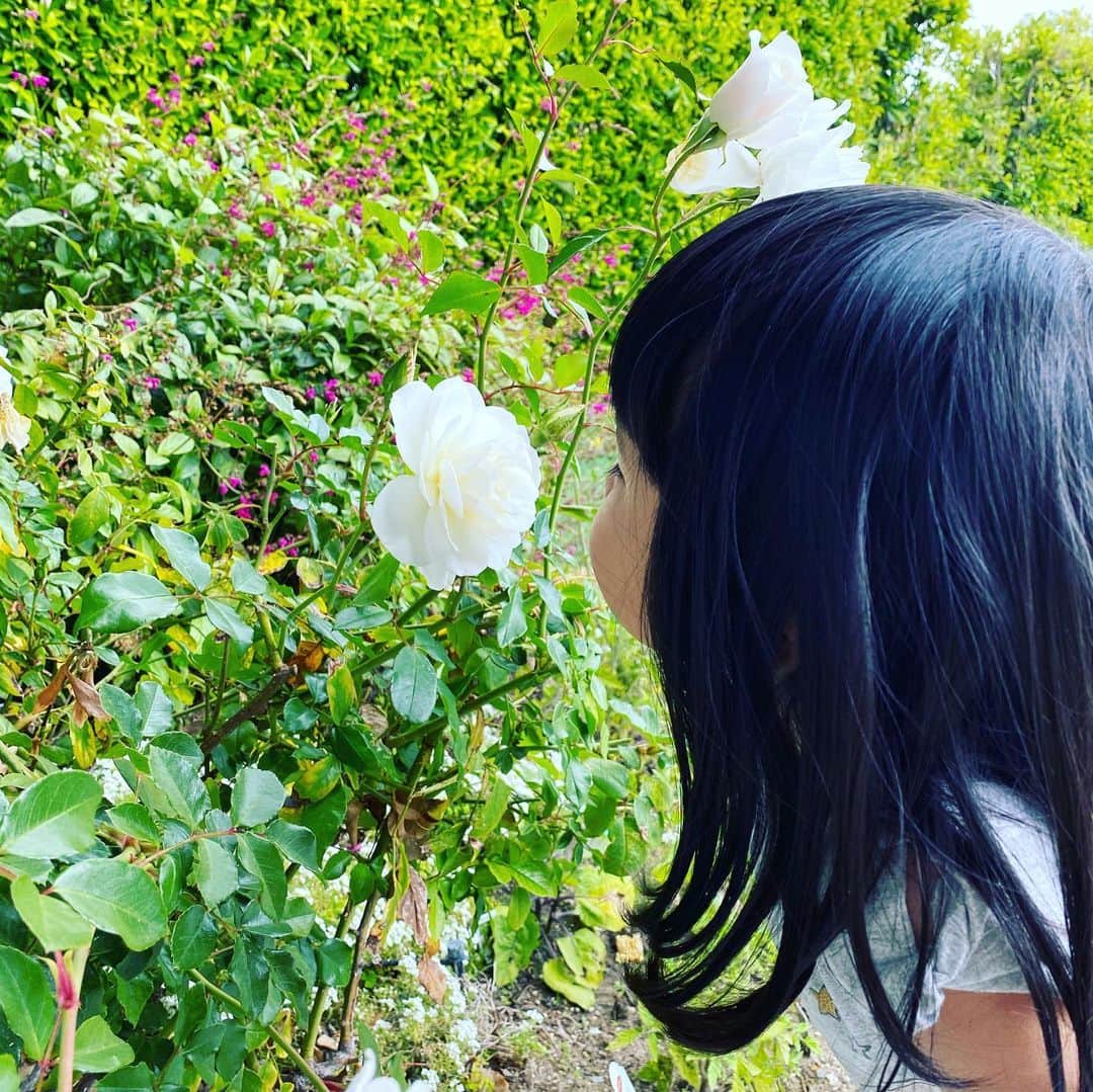 近藤麻理恵さんのインスタグラム写真 - (近藤麻理恵Instagram)「お庭のバラが咲く季節になりました。 落ちた花びらを集めて、乾燥させてバスソルトでも作ってみようかなぁと思案中です😌  #こんまり #近藤麻理恵 #ときめき #バラ #こんまりサロン #庭 #庭のある暮らし #バスソルト作り #ローズ #ライフスタイル  ーーーーーーーーーーーーーーーーーー 今週土曜はこんまりサロンのスペシャルセミナー！  前半は《片づけQ&Aタイム》、 後半は 《こんまりが真剣に考えてみた、コロナ問題と今後の生き方》 についてお話しします。 ※オンラインサロン内のイベントです  ご興味ある方は、私のプロフィール（ @mariekondo_jp ） にあるリンクからお越しください😊 ーーーーーーーーーーーーーーーーーー」4月22日 13時08分 - mariekondo_jp