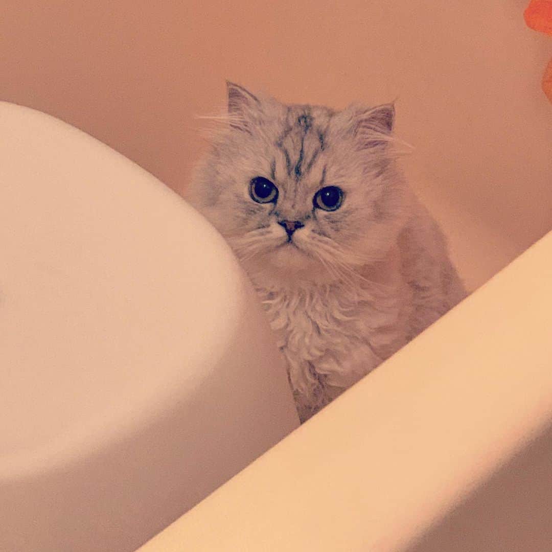 SATOKOさんのインスタグラム写真 - (SATOKOInstagram)「風呂場でドヤ顔してるのは何故？ #catstagram #magiyoo #catinthebathroom #猫のいる暮らし #何枚撮っても同じ顔」4月22日 13時25分 - fc_satoko