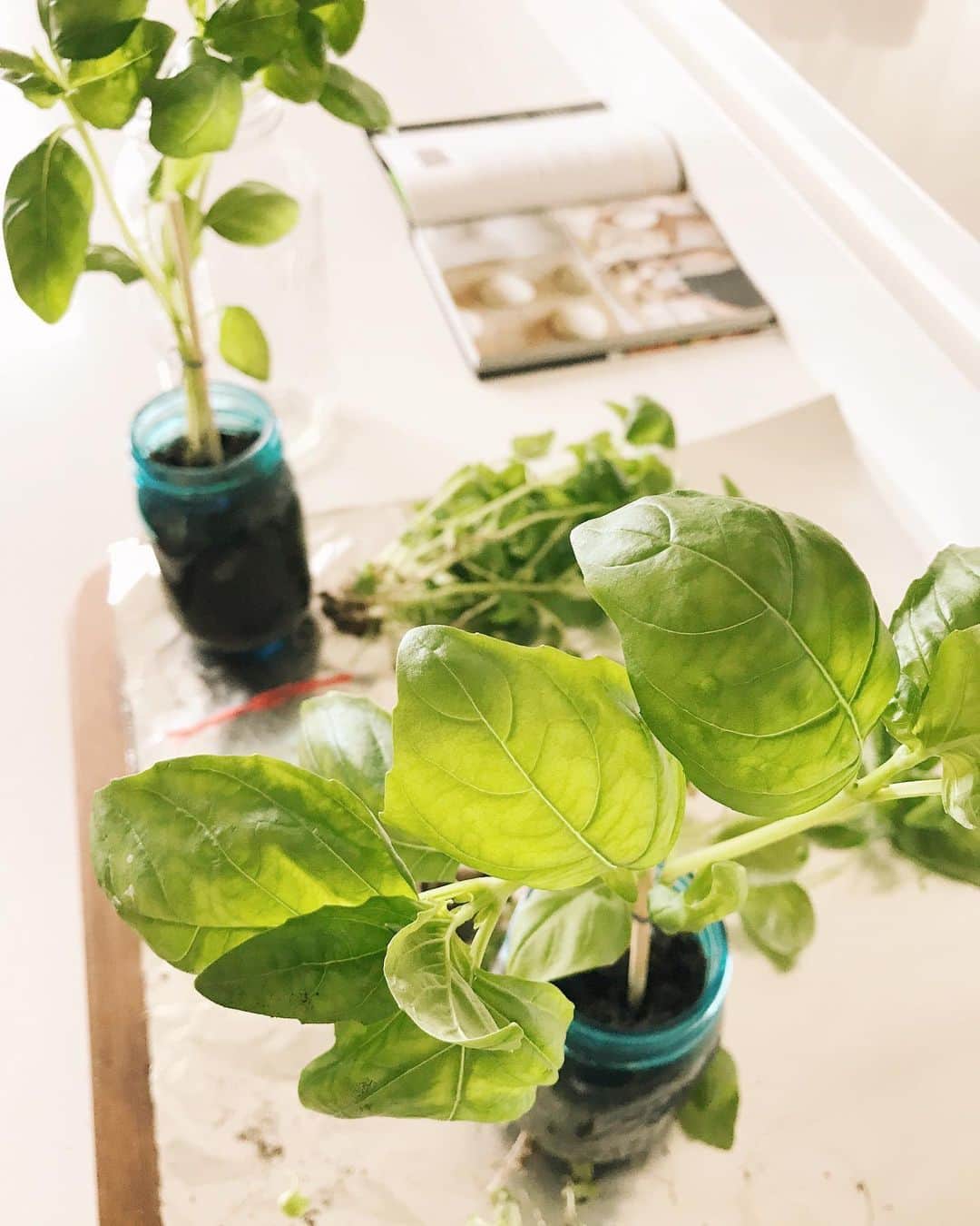 Robin May Flemingのインスタグラム：「Matt snapped this basil photo while I worked in the kitchen today, and then documented its fragrant evolution over in his stories. Wrangling fresh herbs and getting my hands floury has been a source of extra shiny joy for the past month and a half.  Wait.  Has it really been a month and a half? Actually, it's been longer. We first started modifying our routines the last week of February, when I (rather self-consciously) asked Matt to consider skipping his café work mornings. Then all but the most essential outings sputtered out by the second week of March.  What do I miss? Nothing big:  Peggy's training classes and play dates. The library. Popping out for a soy latte and some fresh produce at our local market. Standing on mountain tops or at the edge of the sea. The Seattle skyline.  The bigger stuff I don't miss because it never got to happen: April with my parents. A May trip to Alaska we'd been imagining for six years.  If I peer too far into the future, hope caves in under the pressure of the unknown. So I keep rinsing soil from my hands and wiping flour from my cheek, tethering myself to right now while tentatively sowing seeds for tomorrow. Maybe they'll grow. Maybe I'll have only the pleasure of planting them.」