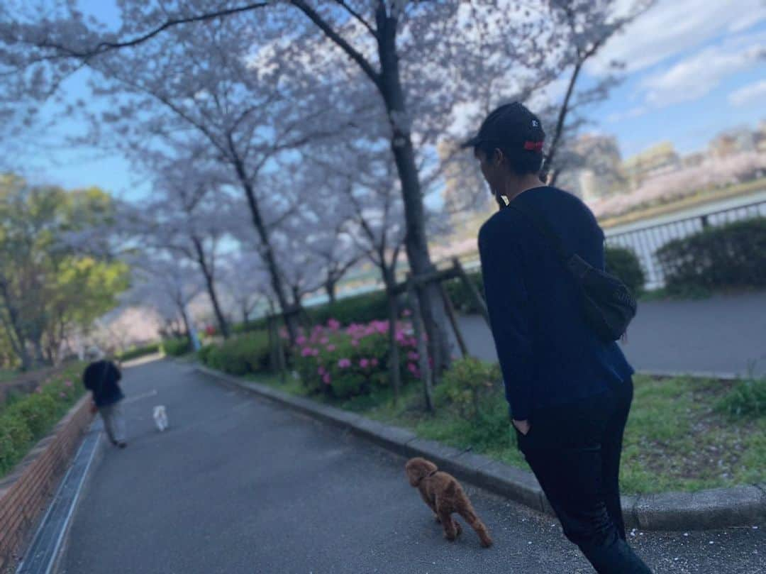 佐野皓大さんのインスタグラム写真 - (佐野皓大Instagram)「#散歩#あずき#桜#散った#タイニープードル#男の子」4月22日 14時08分 - orix_41