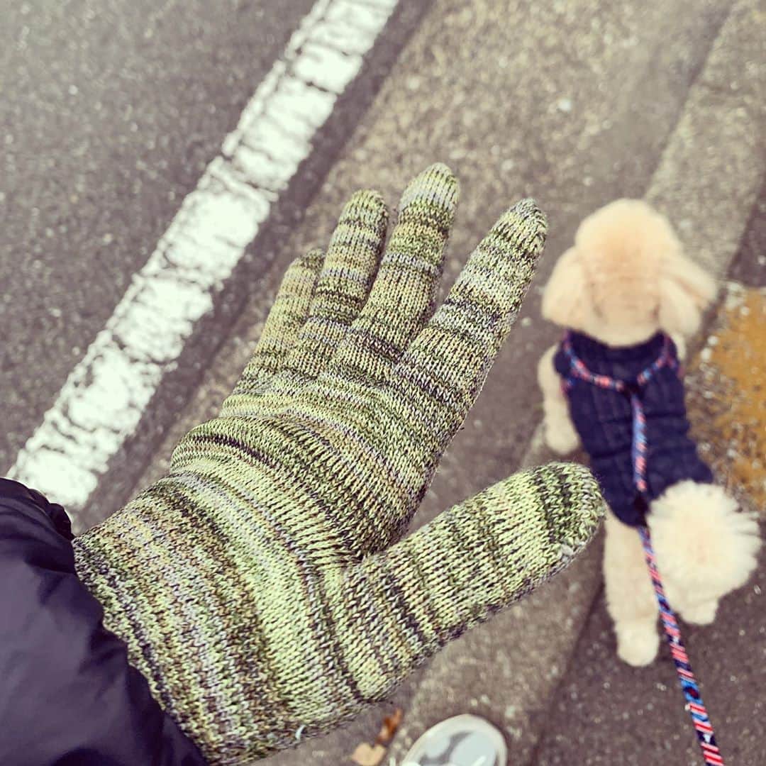 矢田亜希子さんのインスタグラム写真 - (矢田亜希子Instagram)「一年中、だいたい手袋をしていますが、 今の季節のお散歩にはこの軍手がちょうどいい。滑り止めもついて！ #手袋#ハンドケア#手荒れ防止#お散歩には軍手#夏はuvカット手袋#寝る時はいつも布手袋#家事はゴム手袋#掃除はピタッとしたコストコの使い捨て手袋などなど #この軍手は学校行事の時にも使っていたからちゃんと親も名前書いてw #稲刈りとか懐かしい#またやりたいな」4月22日 20時18分 - akiko_yada