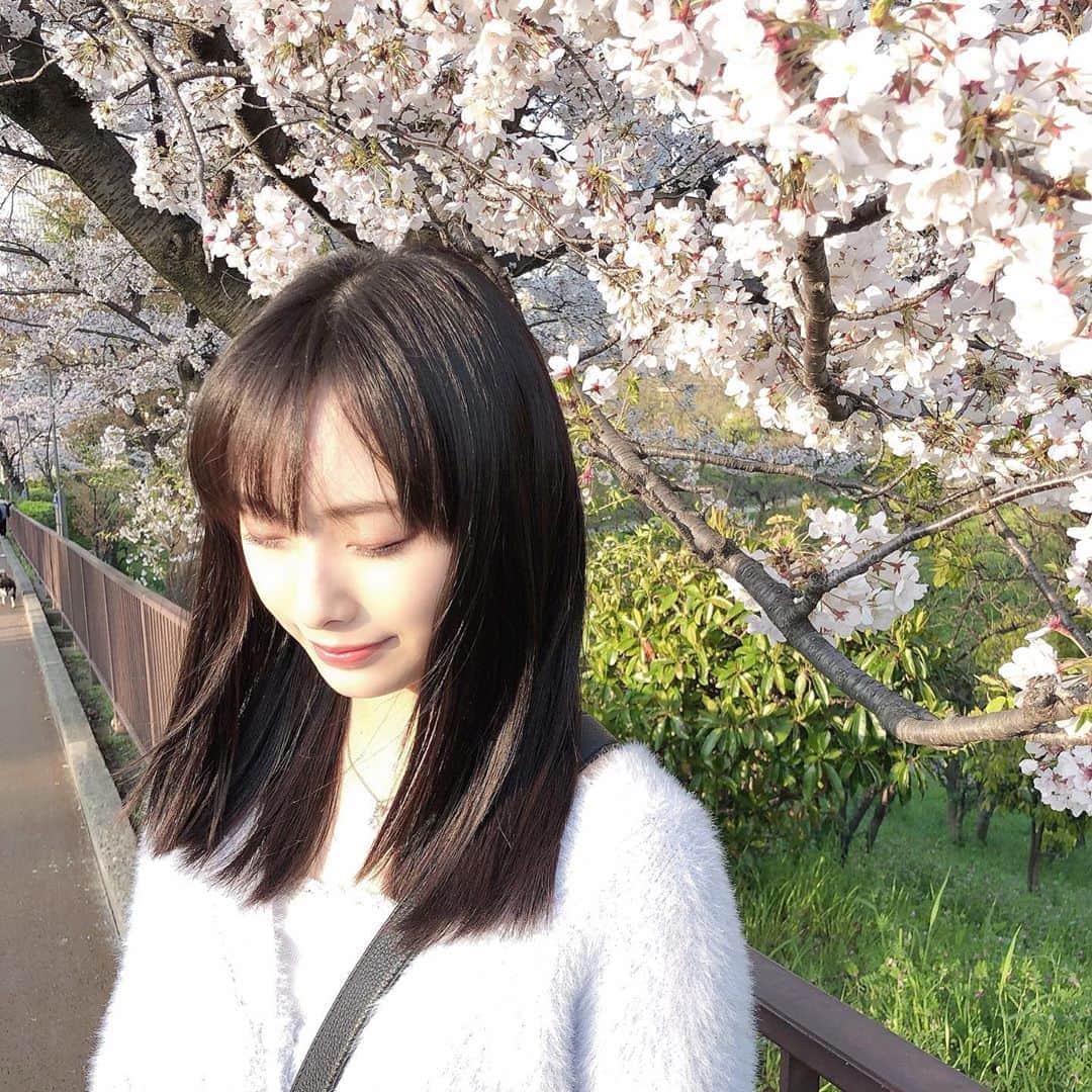 梅山恋和さんのインスタグラム写真 - (梅山恋和Instagram)「#557  #桜#🌸 #黄昏　 #デート#気分 #良き #❤️ #おもち映え」4月22日 20時12分 - cocona_umeyama