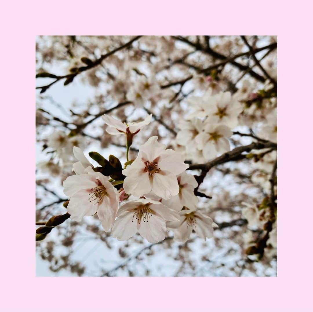 柿澤ゆりあさんのインスタグラム写真 - (柿澤ゆりあInstagram)「庭の桜が咲きました🌸﻿ ﻿ 家族や友人とお花見に行く。﻿ というわけにはいきませんが、﻿ 楽しみは来年にとっておきましょう🌸🍡﻿ ﻿ #桜#🌸﻿#おうち時間」4月22日 20時15分 - yuria_kakizawa_403