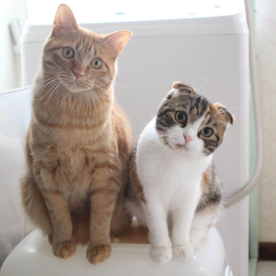 コテツさんのインスタグラム写真 - (コテツInstagram)「2020/4/22 「密です！」 洗面所も遊び場にゃん♪ 猫トイレの上に乗ってました 最後の動画シンクロしてるよー . #ヘルシープフォトコンテストピンク @pidan.rakuten  #pidanフォトコン1  フェルトトンネルと爪とぎ欲しいにゃ #peppycats20秋表紙応募 #ねこのいる生活  #にゃんすたぐらむ #毎月22日はnyanconday @moosoojapan  #おうちのカワイイペット #シマホスマイル」4月22日 15時04分 - kotetuchan