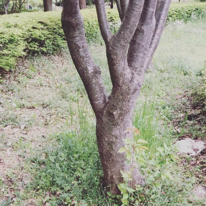 坂崎ユカのインスタグラム：「もやもやしてきたから 逆立ちプッシュアップしてみた 🐔🌳🐔🌲🐔🌴 #AYAYAYAYAYAYAYAY #handstandchallenge」