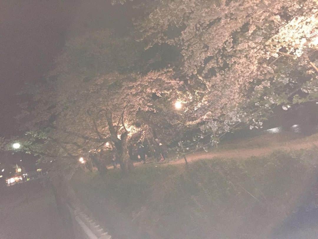松本旭平のインスタグラム：「今年は、桜見れてないから 写真で。角館のさくら。 夜桜。よざくら。ヨザクラ。  #インスタ  #a #japan #秋田」