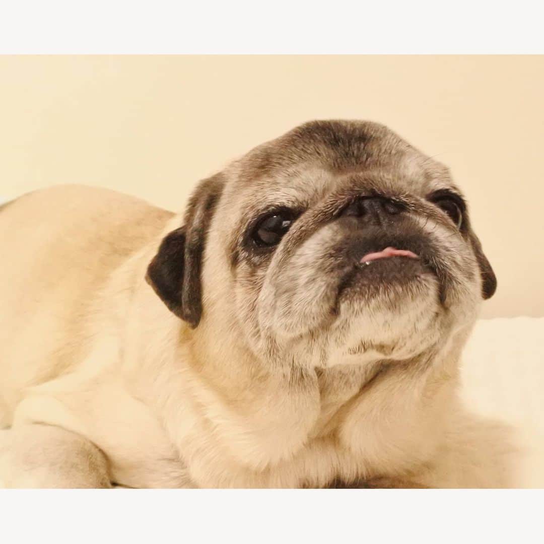 八兵衛のインスタグラム：「New kind of seal🌊 * * 新種のアザラシ。 * *  #ほぼ黒パグ #おじいちゃん犬 #pug #puggy #puglife #puglove #petstagram #pugstagram #pugsofinstagram #pugs #dog #ふわもこ部  @igersjp #IGersJP #east_dog_japan #pecoイヌ部 #八兵衛 #はちべえ #朝ワンコ夕ニャンコ」