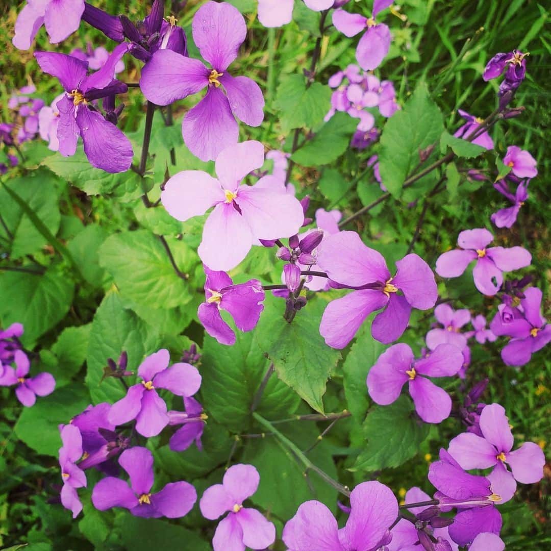 せいのゆみさんのインスタグラム写真 - (せいのゆみInstagram)「昼間の公園巡り。長居はしません。チャリで行って、チャリで帰る。紫の花の名前はムラサキハナナ。かわゆ( ´∀｀)#今だからできること #春の花 #公園 #自然に癒される #感染予防」4月22日 16時21分 - yumiyumiyu.513