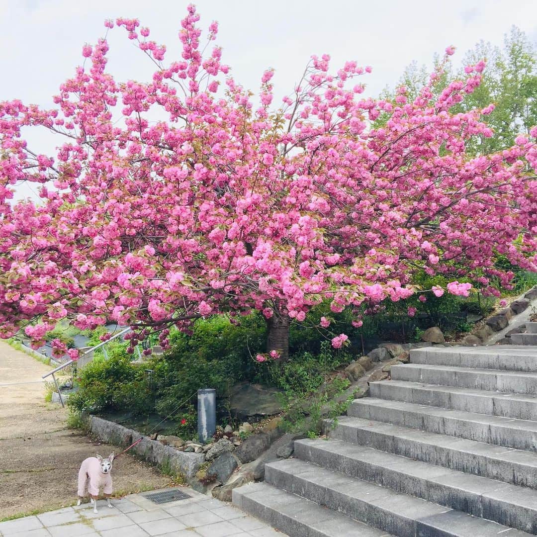 笑福亭恭瓶のインスタグラム：「午前は散歩…。 風はひんやり 八重桜あっぱれ！ しぇからしか でラーメン…。 味を薄めにまろやかに作ってもらった。 流石に美味い！ #笑福亭恭瓶  #しぇからしか西宮北店」