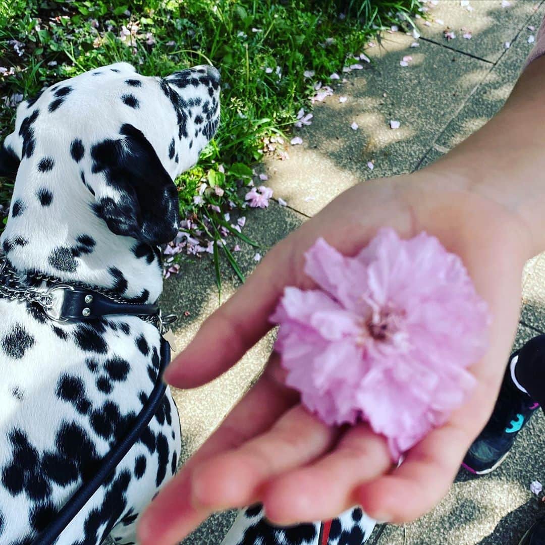 高岡早紀 さんのインスタグラム写真 - (高岡早紀 Instagram)「今朝、娘たちとお散歩中に拾ったお花。。 こんなに小さなお花ひとつで、シアワセな気持ちになれる。。 #お散歩　#さくら　#dalmatian  #tokyo」4月22日 16時46分 - saki_takaoka