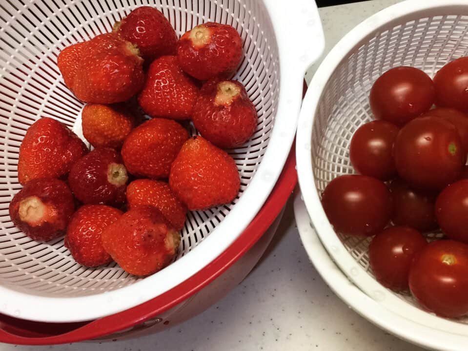 郡島陽子のインスタグラム：「いちごとミニトマト買ってきた (⸝⸝ᵒ̴̶̷᷄௰ᵒ̴̶̷᷅⸝⸝)赤いね」
