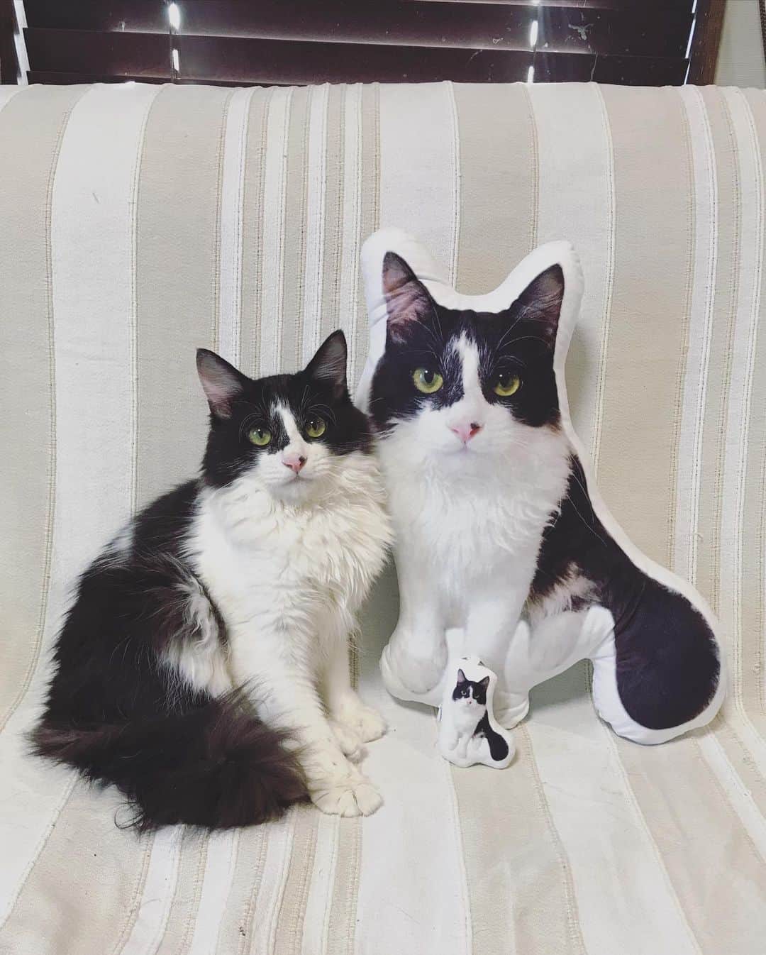 もじゃころのインスタグラム：「@aisdelu.japan さんの坂東玉隠しシャシャ丸クッションが届いた😻 30cmと40cmのサイズがあり、坂東は大きくなると見込んで40cmサイズにしたんだけど、まだ坂東の方が小さかった😂とりあえずこのクッションよりデカくなることが当面の目標だな😂😂😂 2枚目の写真で作ってもらったんだけどしっぽタヌキ🤣 チャームもとっても可愛い☺️💕💕 今ならこのクーポンで10％OFFだそうです→【ig10off】  #Aisdelu #aisdeluクッション #アイシテル #愛してる #ペットクッション #オリジナルクッション #ペットオーダークッション #うちの子グッズ」