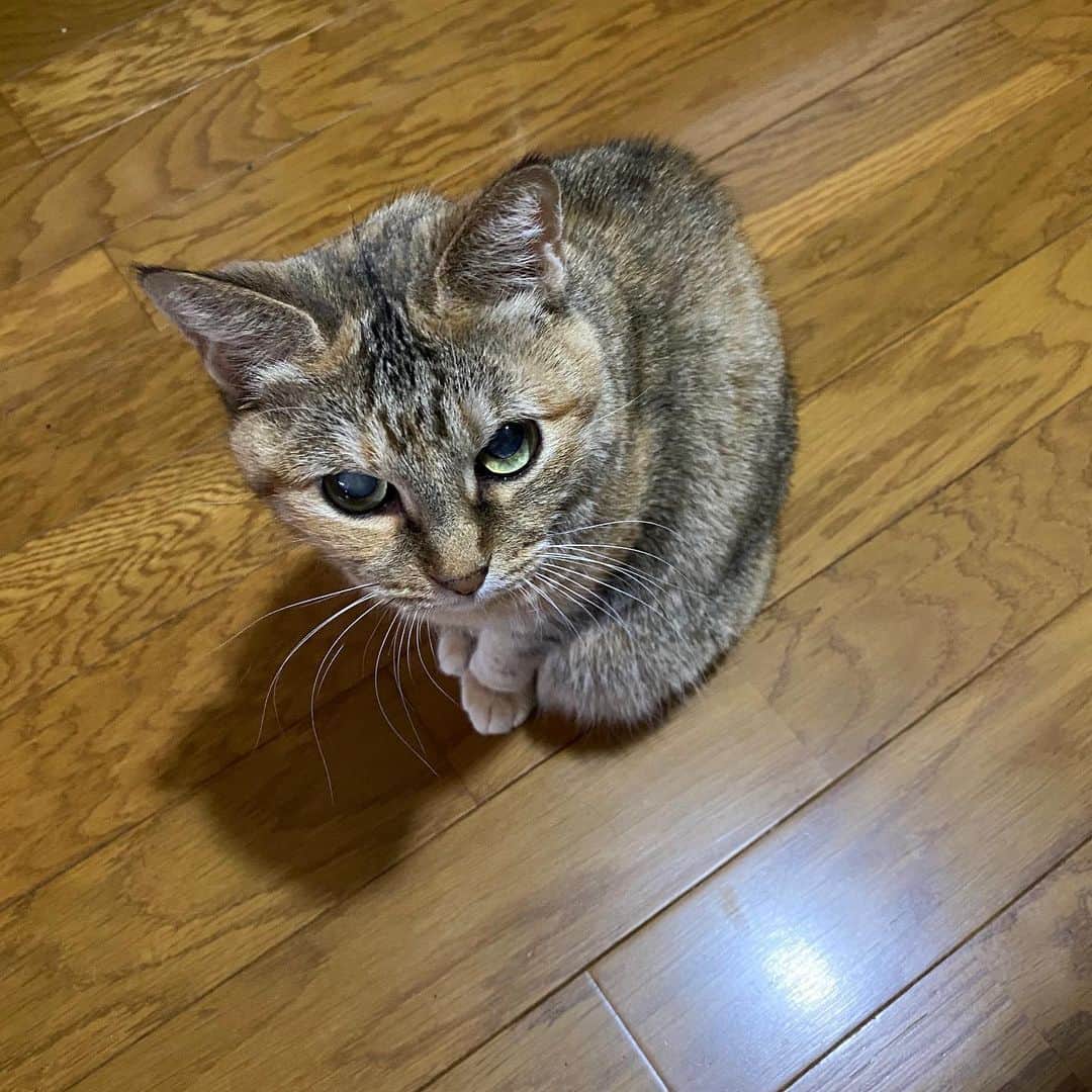 野間美由紀さんのインスタグラム写真 - (野間美由紀Instagram)「こちらはおやつのカニカマ（猫用）が欲しくて、しつこく足下で待つチャイ。（さっきから何度もあげてます！😣）」4月22日 17時22分 - rose_m