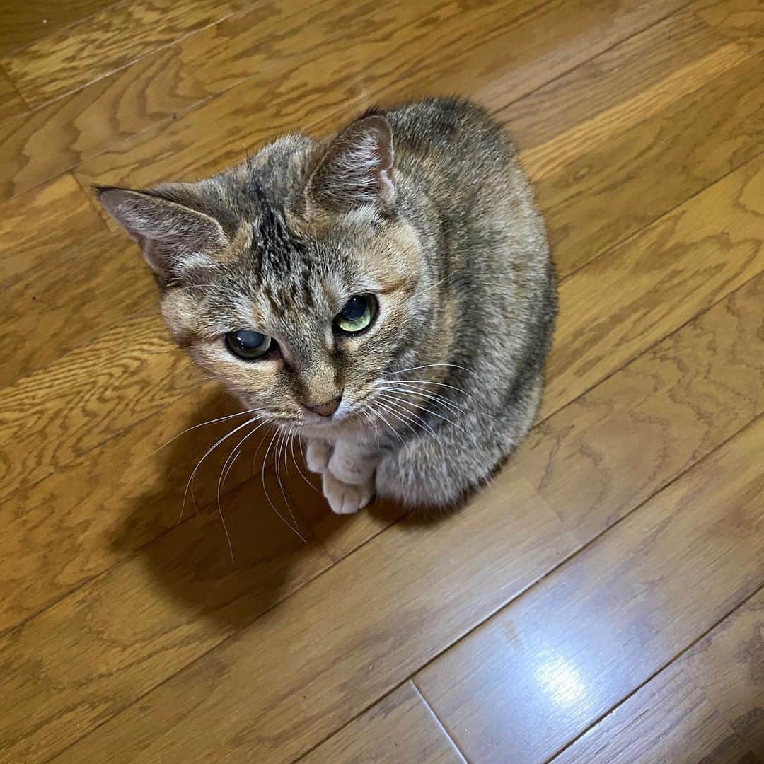 野間美由紀のインスタグラム：「こちらはおやつのカニカマ（猫用）が欲しくて、しつこく足下で待つチャイ。（さっきから何度もあげてます！😣）」