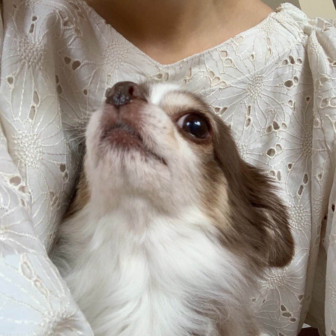 佐々木希さんのインスタグラム写真 - (佐々木希Instagram)「お昼ご飯が終わり、 マロンとひと休み！…と思っていた時、私が付けていたブレスレットを取ってマロンの頭の上に乗せてた…👦 マロンはじっとしていて、健気で本当に優しいなぁ。 ありがとうマロン。  #愛犬」4月22日 17時33分 - nozomisasaki_official