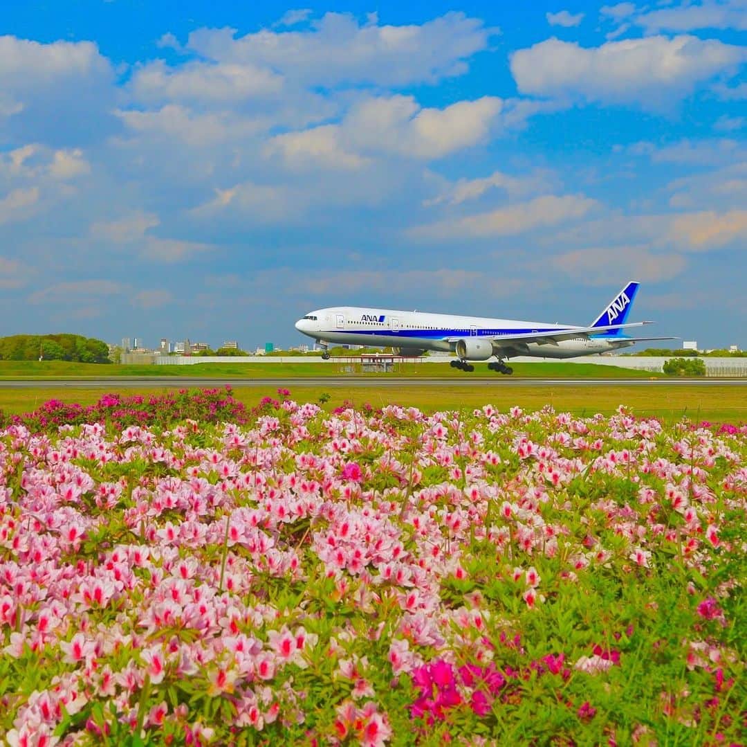 ANAさんのインスタグラム写真 - (ANAInstagram)「元気に咲くつつじのように🌸﻿ ﻿ #元気に咲く#つつじ #元気に #頑張ろう #満開 #鮮やか #空港風景 #滑走路 #離陸 #着陸 #青空 #春の陽気 #新緑の季節 #日本の四季 #巡る季節 #空港 #airport #flower #seasons #lrunway #bluesky #spring #japantrip #takeoff #landing #airplane #anaairplane #ana_jp﻿ ﻿ ANAの飛行機は「#ソラマニ_ヒコーキ 」をつけて投稿してね🍡インスタや各メディアでご紹介していきます✈」4月22日 17時30分 - ana.japan