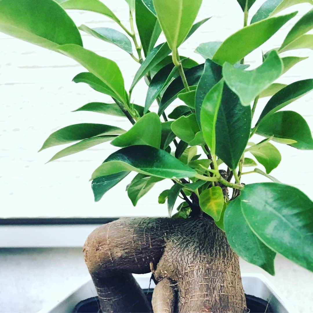 谷本貴義のインスタグラム：「#ガジュマル 都内は室外だとやっぱムリなのかしら、昼は日光に、夜は部屋の中で育成中♪」