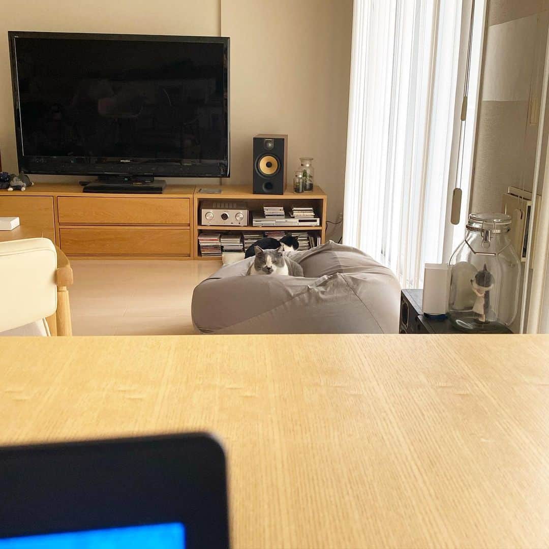 くまお父のインスタグラム：「テレワーク中の景色。 しょっぺー… #父がいます #父テレワークでずっといます  #ilovecats」