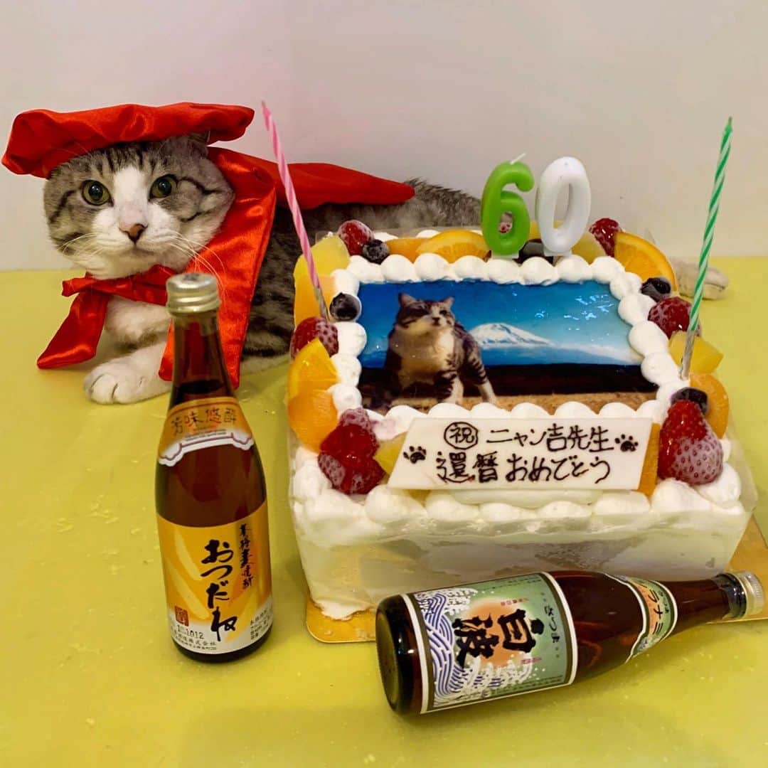 Nyankichi Noranekoのインスタグラム