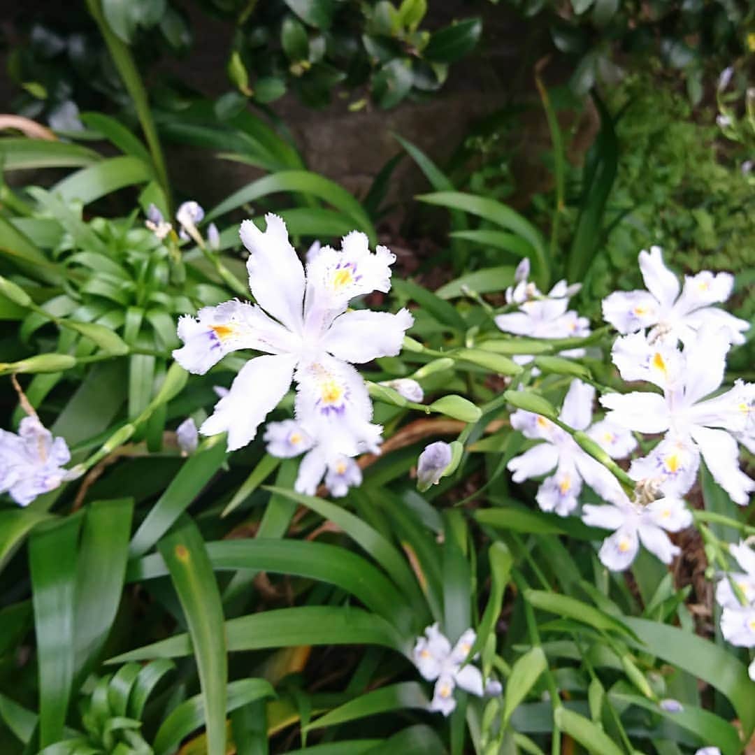 七海ひろこさんのインスタグラム写真 - (七海ひろこInstagram)「北区の区役所前にたくさん咲いていたシャガのお花。  空が晴れていなくて写真はちょっとくらめになってしまっていますが、美しく咲いていました。  お釈迦様のお誕生日の4/8の頃に咲くシャガの花、出会えると心が浄化されるようです。  #シャガ #シャガの花 #シャカの花 #お釈迦様の誕生日 #お釈迦さまの誕生日 #花が好き #北区役所 #幸福実現党 #幸福実現 #七海 #七海ひろこ」4月22日 18時03分 - nanamihiroko_