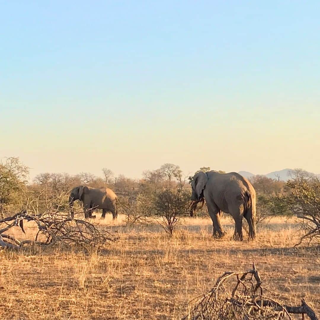 Leslie Camila-Roseのインスタグラム：「« Nature always wears the colors of the spirit.” Ralph Waldo Emerson  Photo 7: Balule Nature Reserve (Kruger National Park) at @campfireacademy  learning about tracking and wildlife. South Africa. 6:00 AM in the bush. July 2018.」