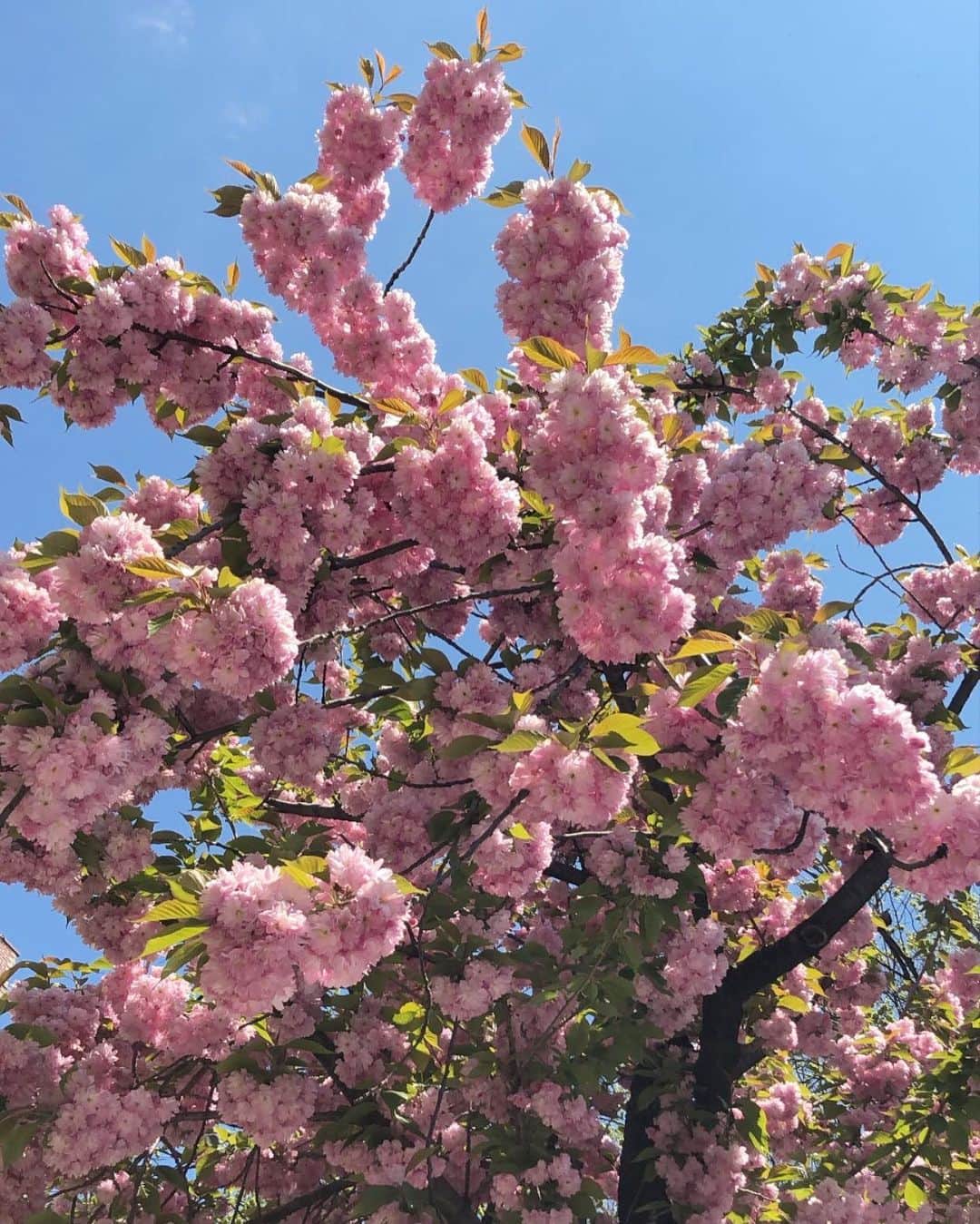 のインスタグラム：「🌸」