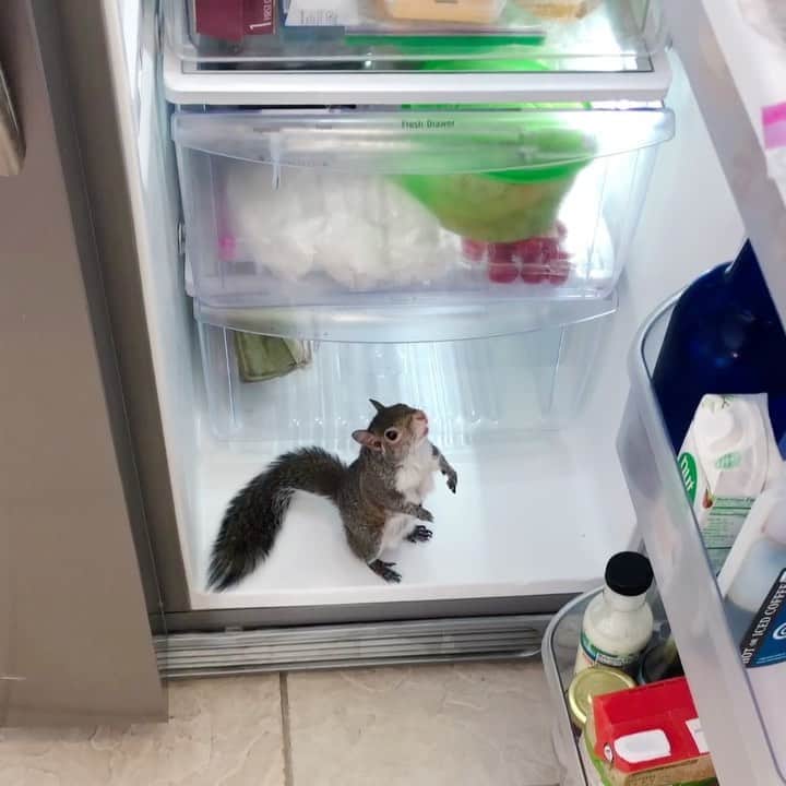 Jillのインスタグラム：「Opens the refrigerator and like magic, this squirrel appears.⁣ ⁣ ⁣ ⁣ ⁣ #petsquirrel #squirrel #squirrels #squirrellove #squirrellife #squirrelsofig #squirrelsofinstagram #easterngreysquirrel #easterngraysquirrel #ilovesquirrels #petsofinstagram #jillthesquirrel #thisgirlisasquirrel #whatsinyourfridge」
