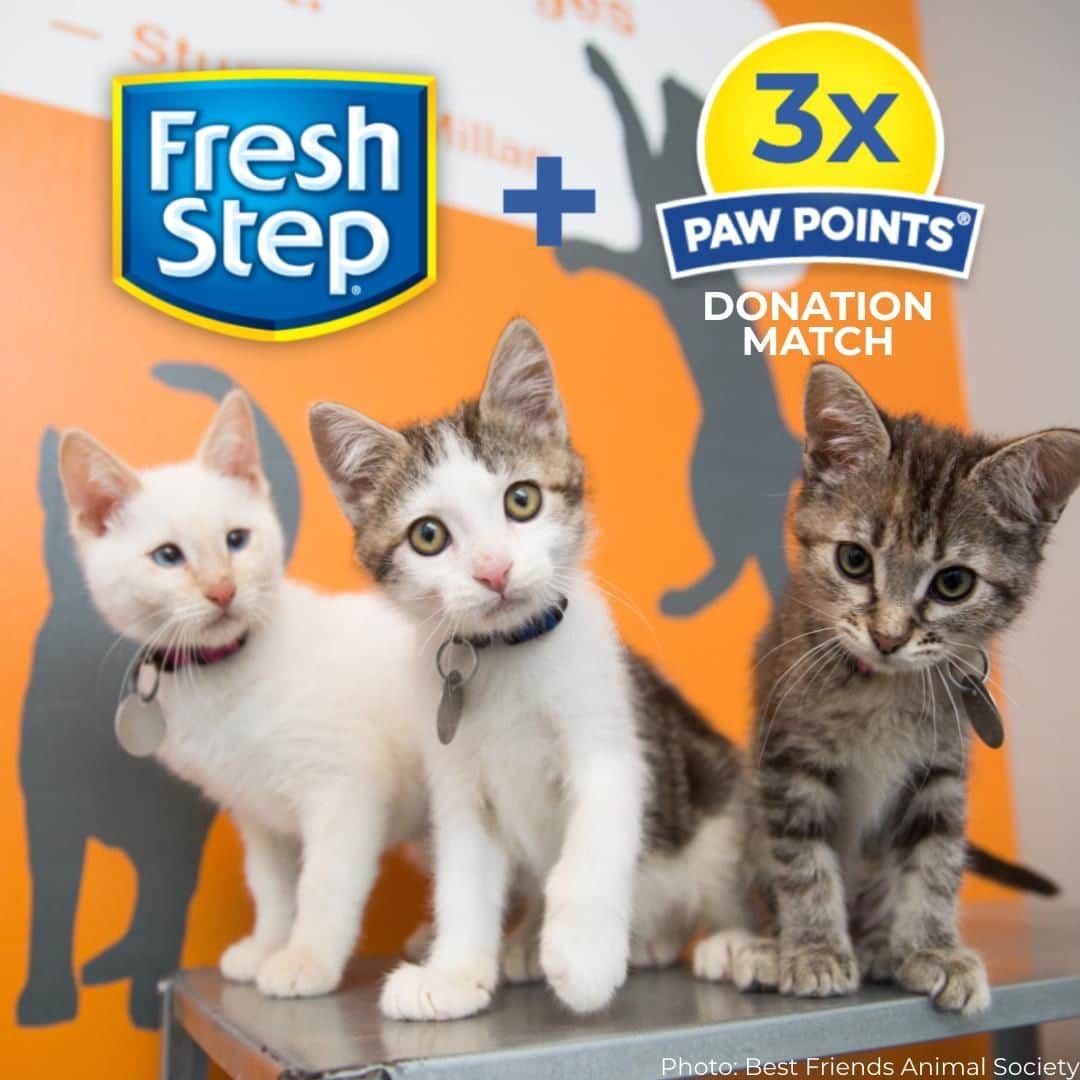 Fresh Stepのインスタグラム：「✨To help your favorite shelters during COVID-19, we're bringing back the popular donation match campaign! We’ll 3X match your points donation up to 2 million points from now until 6/30. Shelters can use the donated points to redeem for free litter and shelter-specific items. Spread the word, spread the love. 💗 See how you can help via link in bio!💗 *Open to legal residents of the 50 U.S. (including D.C.), 18 years old or older. Donate points from 4/20/20 – 6/30/20. For Paw Points Terms, visit freshstep.com」