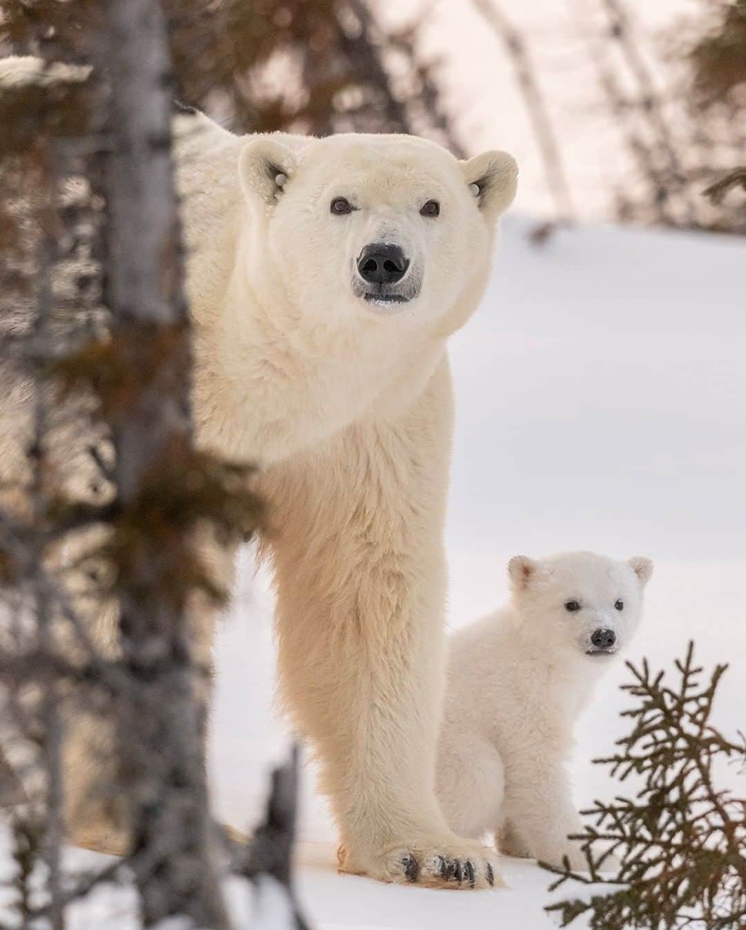 National Geographic Travelさんのインスタグラム写真 - (National Geographic TravelInstagram)「Photo by @daisygilardini | When thinking about polar bears, one’s mind usually imagines an icy, white landscape. It seems out of place to see polar bears among trees. Wapusk National Park in Manitoba, Canada, is the world’s southernmost denning area for polar bears. It’s located far below the Arctic Circle, where the boreal forest transitions to Arctic tundra.  After this mama spent all day resting, nursing, and playing with her cubs in the shelter of a day den in a grove of trees, she decided it was time to continue her journey to reach the pack ice of Hudson Bay. Peering through the trees, I could clearly see two ear tags. Each tag has an individual identification number that corresponds to a lip tattoo. Information about the date and location of the initial capture, as well as the health of each bear, is listed in an electronic database. This helps scientists better understand the bears’ movements and health conditions. Follow me @daisygilardini for more images and behind-the-scenes stories. #polarbear #wapusknationalpark #conservation #climatechange #climatechangeisreal」4月23日 5時05分 - natgeotravel