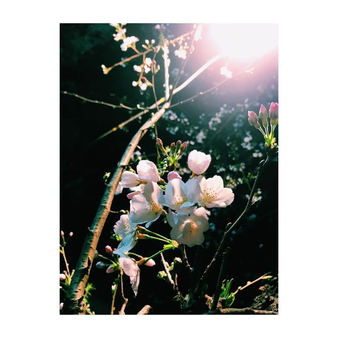 田口司のインスタグラム：「いつだかに撮ったやつ。  #桜  #photography #photooftheday #vsco #japan #tokyo #おうち時間」