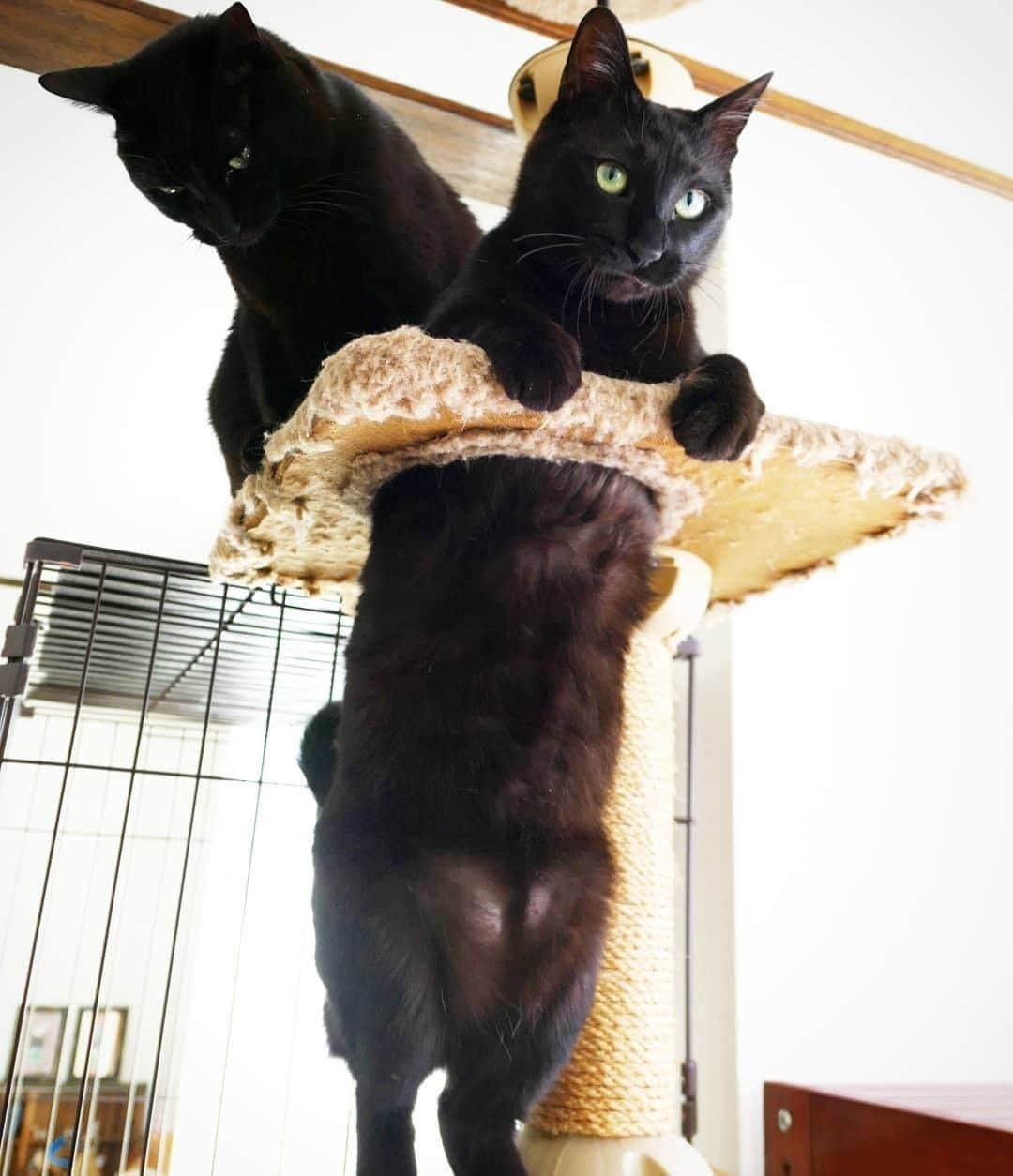 PECOねこ部さんのインスタグラム写真 - (PECOねこ部Instagram)「「幽体離脱にゃ〜(ΦωΦ)(ΦωΦ)」 . #あれれ😳 #頭が2つに体が1つ…👻 #見ちゃいけないものが見えちゃった！？ #いえいえその正体は #ななくんはちくんの黒猫兄弟でした😂✨ . 素敵な投稿してくださったのは… @dirty2cats さん 他にも素敵なお写真がたくさんあるので、ぜひ遊びに行ってみてくださいね♪  #ペコねこ部 をつけて投稿すると… PECOのSNSで楽しくご紹介させていただきます😋  #ねこ #猫 #ネコ #ねこ部 #にゃんこ #かわいい #cat #cats #catsofinstagram #cats_of_instagram #catstagram #kawaii #meow #catlover #黒猫 #黒猫兄弟 #黒ネコ #クロネコ #幽体離脱 #funnycats #blackcats #lol」4月22日 21時00分 - pecocats