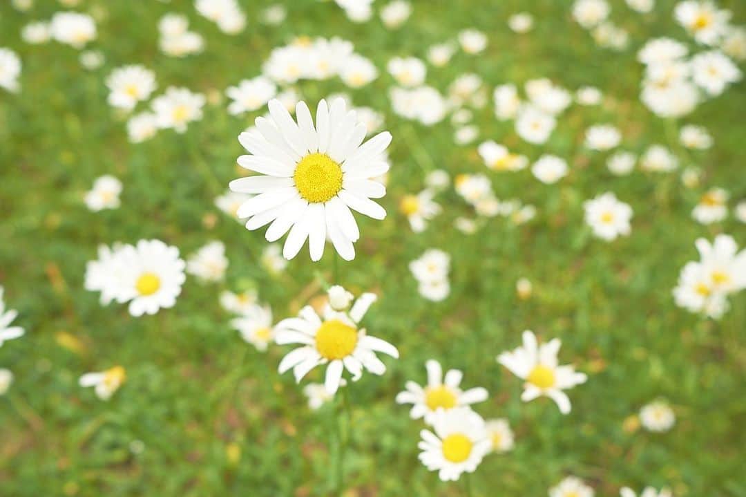 川辺優紀子さんのインスタグラム写真 - (川辺優紀子Instagram)「お外でのんびり花を眺めたい。 そんな気分だ！！！」4月22日 21時05分 - yukiko_kawabe