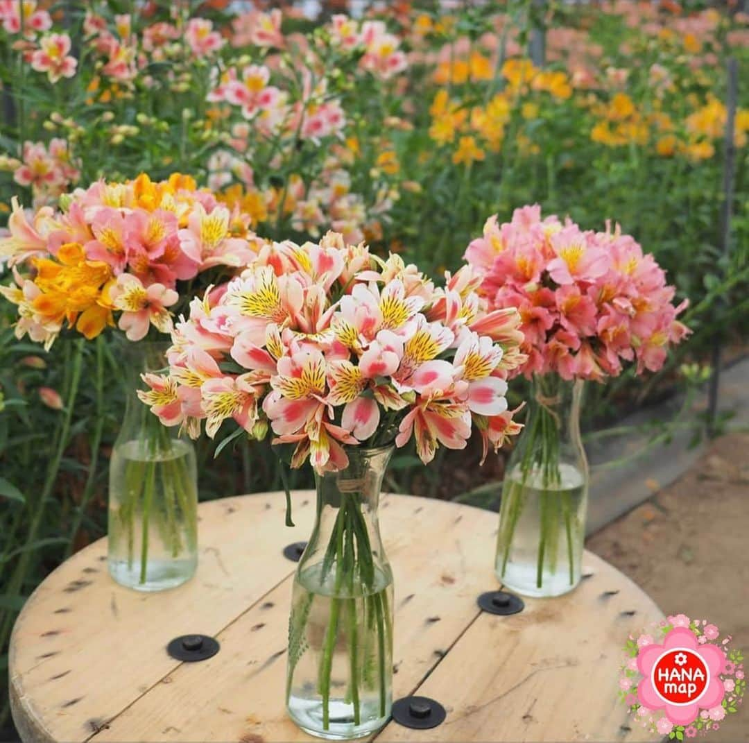 はなまっぷ❁日本の花風景のインスタグラム