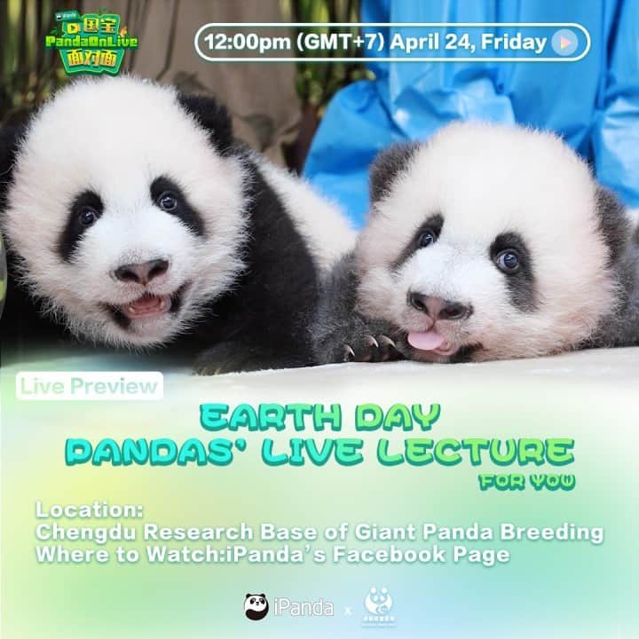 iPandaさんのインスタグラム写真 - (iPandaInstagram)「Live Preview: Stay tuned for our special #EarthDay broadcast this Friday at 12pm BJT(GMT+7). Happy time among Ji Xiao, Ji Li, Cheng Feng and Cheng Lang will be revealed. Additionally, a surprise guest born this year will also show up! 🐼 📣 🐼 #FBLive #PandaOnLive」4月22日 22時00分 - ipandachannel