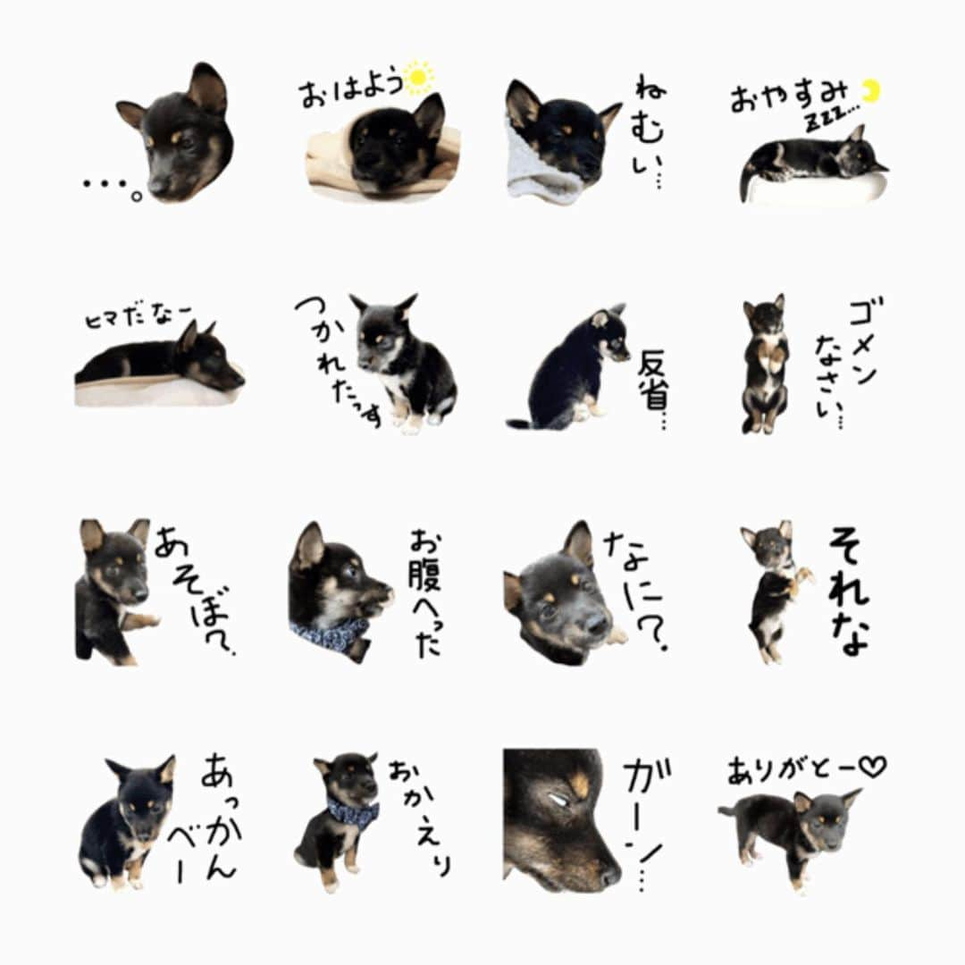 粟生隆寛さんのインスタグラム写真 - (粟生隆寛Instagram)「ごんさんスタンプ販売開始です 『gonsan』で検索してください よろしくお願いします 笑  #lineスタンプ #日本犬 #柴犬 #豆柴 #極小豆柴 #小豆柴」4月22日 22時02分 - takahiro_aoh