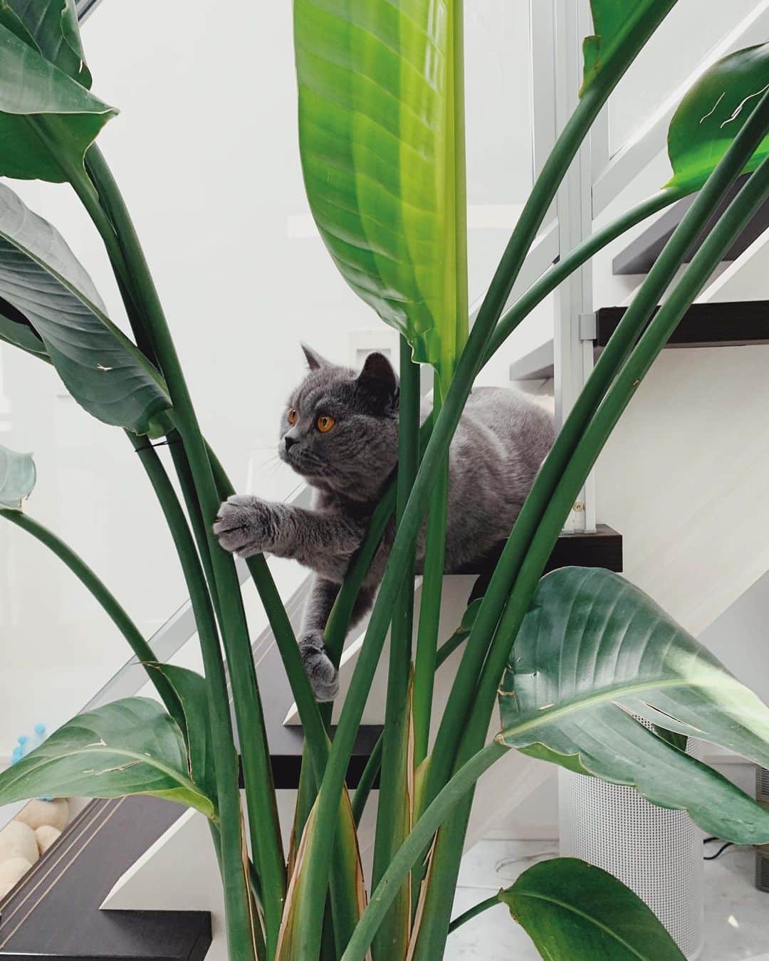 Hikaru Nakamuraさんのインスタグラム写真 - (Hikaru NakamuraInstagram)「ルーク:えっとー、ここをこうしてっと。  #猫#ブリティッシュショートヘア#britishshorthair#cat#kitten」4月22日 22時31分 - hikarunosuke