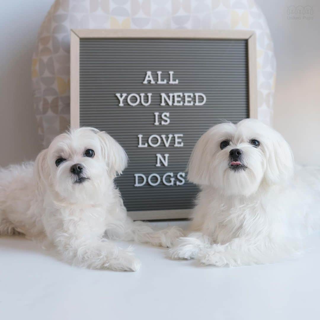 hi.arodさんのインスタグラム写真 - (hi.arodInstagram)「For you dog lovers 🐶💕 ・・・ #doglovers#dogloversofinstagram#doggylove#dogsarethebest#dogsarefamily#dogmoments#lovematters#loveislife#loveunconditionally#trustlove#truerelationship#feellove#loveispartoflife#allyouneedislove#loveisallyouneed#togetherforever#loveandbeloved#loveofmylife#maltese#malteseofinstagram#malteselovers#maltesepuppy#malteseofficial#twodogs#twodogsarebetterthanone#prouddogmom#barkhappy#mykidshavepaws#pawsitivevibes#pawsitive」4月22日 22時46分 - hi.arod