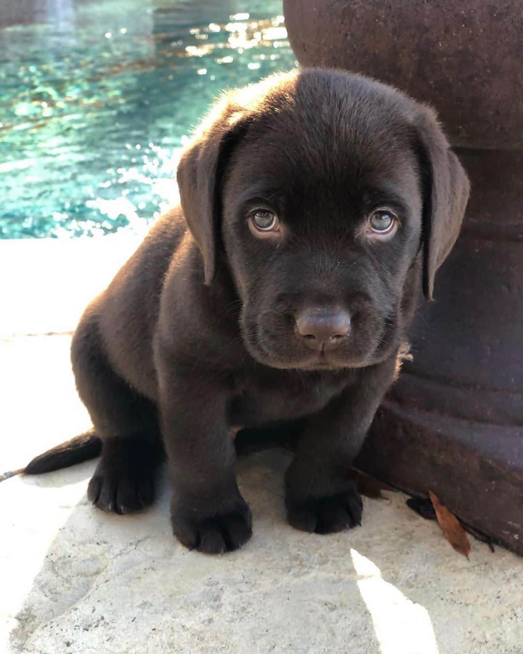 Animalsさんのインスタグラム写真 - (AnimalsInstagram)「Those eyes 😻 Too cute to handle! 🙈 . By @thesirchubbington #insta_animall . . . .  #bestvacations #travelawesome #dog #dogs #animal #animals #pet #pets #dalmatian #pup #pups #puppy #puppies #dogsofinstagram #petsofinstagram #dogsofinsta #bark #cute  #baby #labradorretriever #labrador #dalmatianpuppy #bestfriendgoals #bestfriendsforever #besties #bestfriends」4月22日 22時52分 - insta_animall