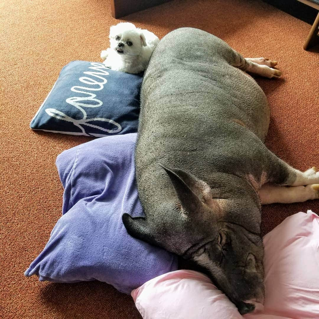 前園真聖さんのインスタグラム写真 - (前園真聖Instagram)「Stayhome&Staysleep🐽🐶😊 #セブン #アンジェロ #ミニブタ #ミックス犬 #stayhome  #staysleep  #前園真聖」4月22日 23時02分 - maezono_masakiyo